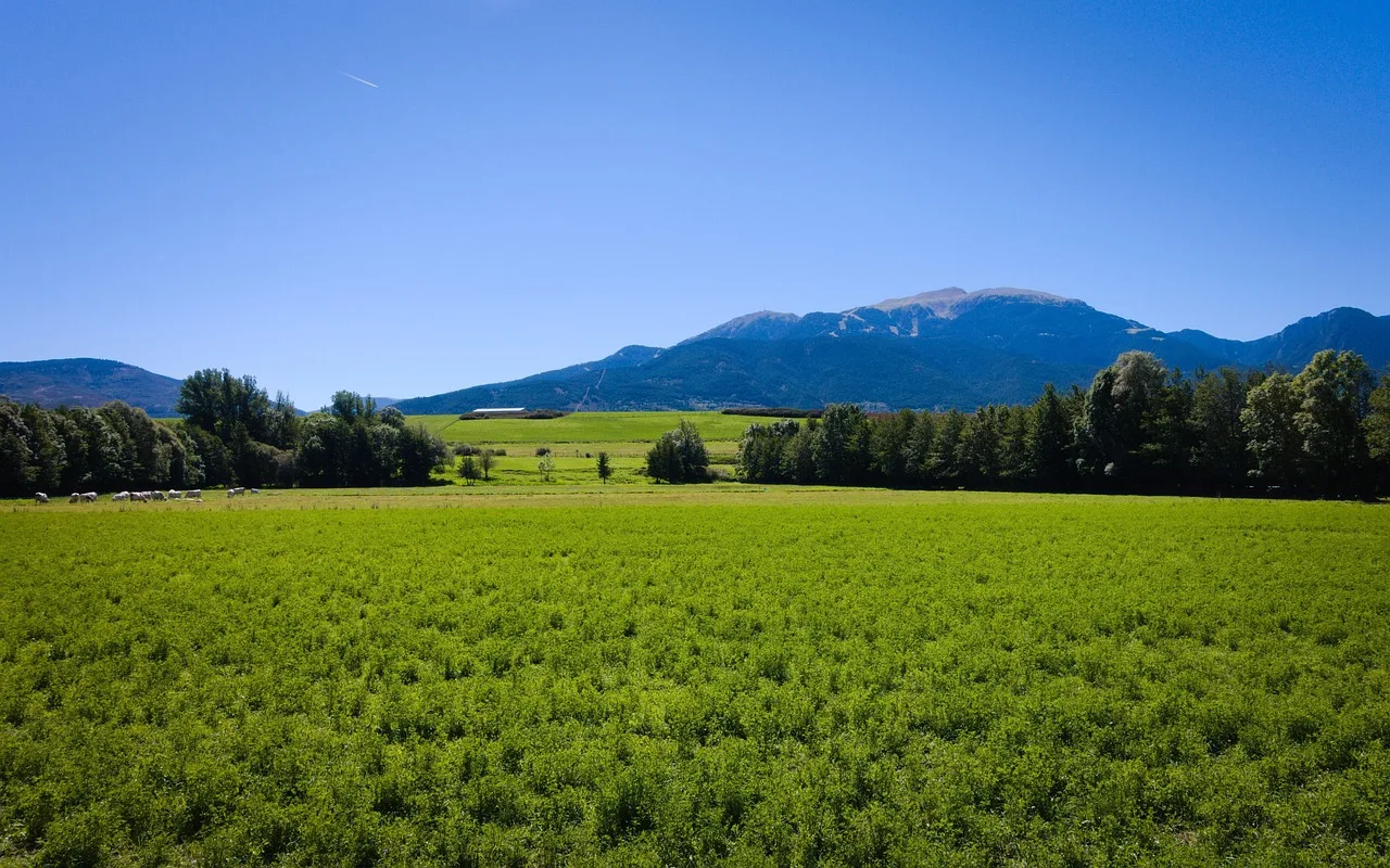 Prados de la Cerdanya en verano, con vacas pastando y las montañas del Pirineo al fondo